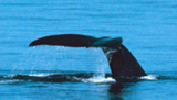 credit: NOAA, NOAA's Fleet Then and Now - Sailing for Science Collection; Photo Date: 2000;Photographer: Personnel of the NOAA Ship DELAWARE II 